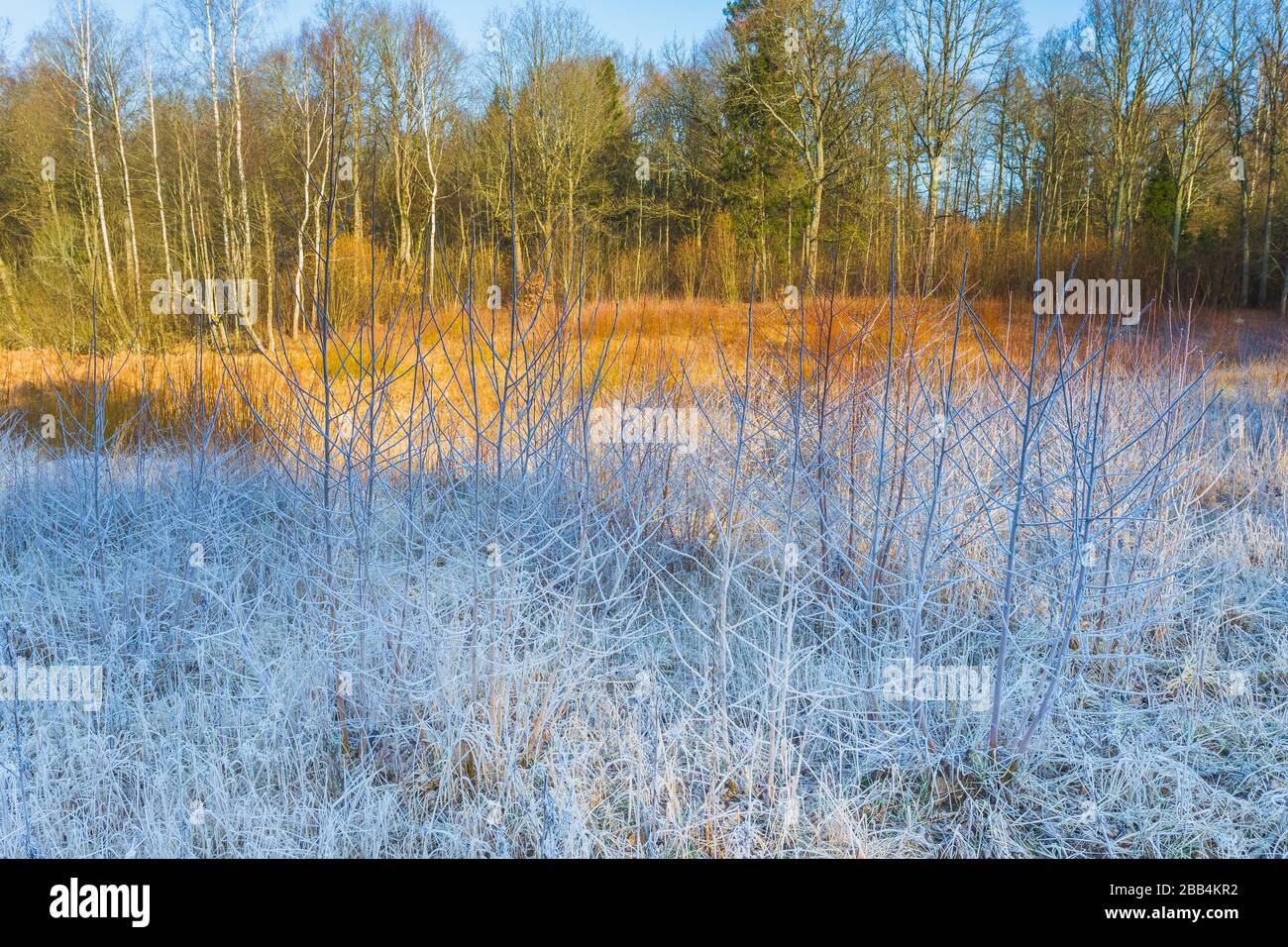 Frost auf Gras und Bäumen, Wettervorhersage Hintergrund Stockfoto