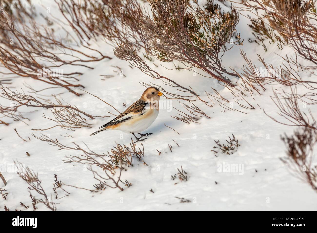 Schneebesen (Plectrophenax nivalis) im Schnee Stockfoto