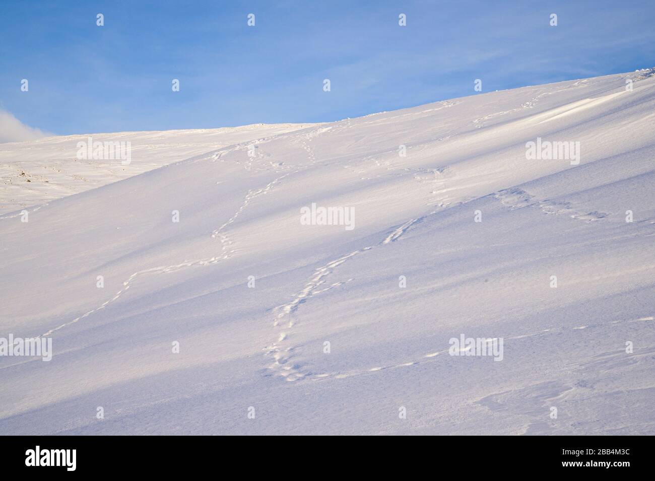 Fuchsspuren Im Schnee Stockfotos und bilder Kaufen Alamy
