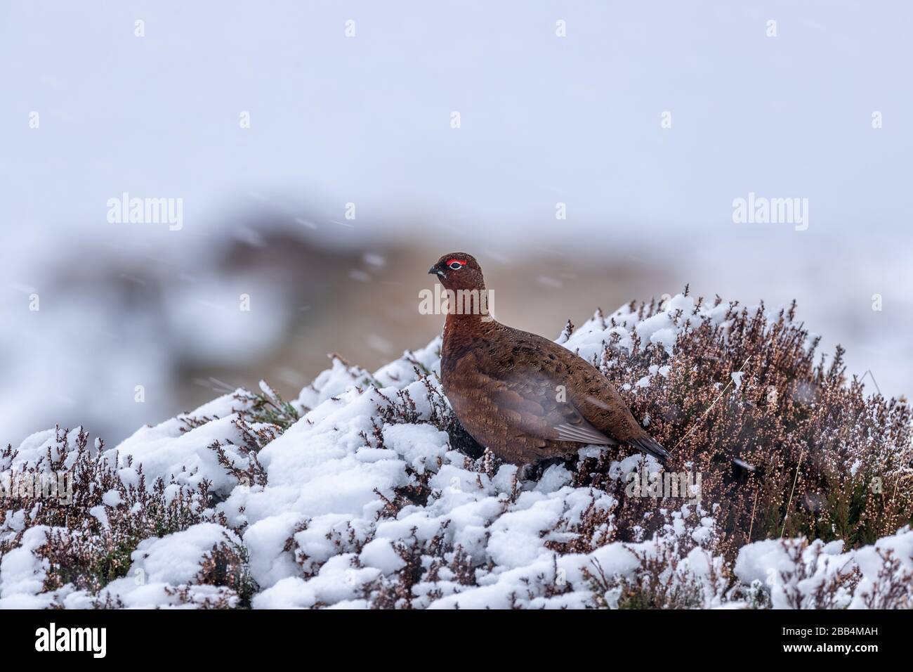 Roter Zackenbarsch (Lagopus lagopus scotica) im Schnee, schottische Highlands. Stockfoto