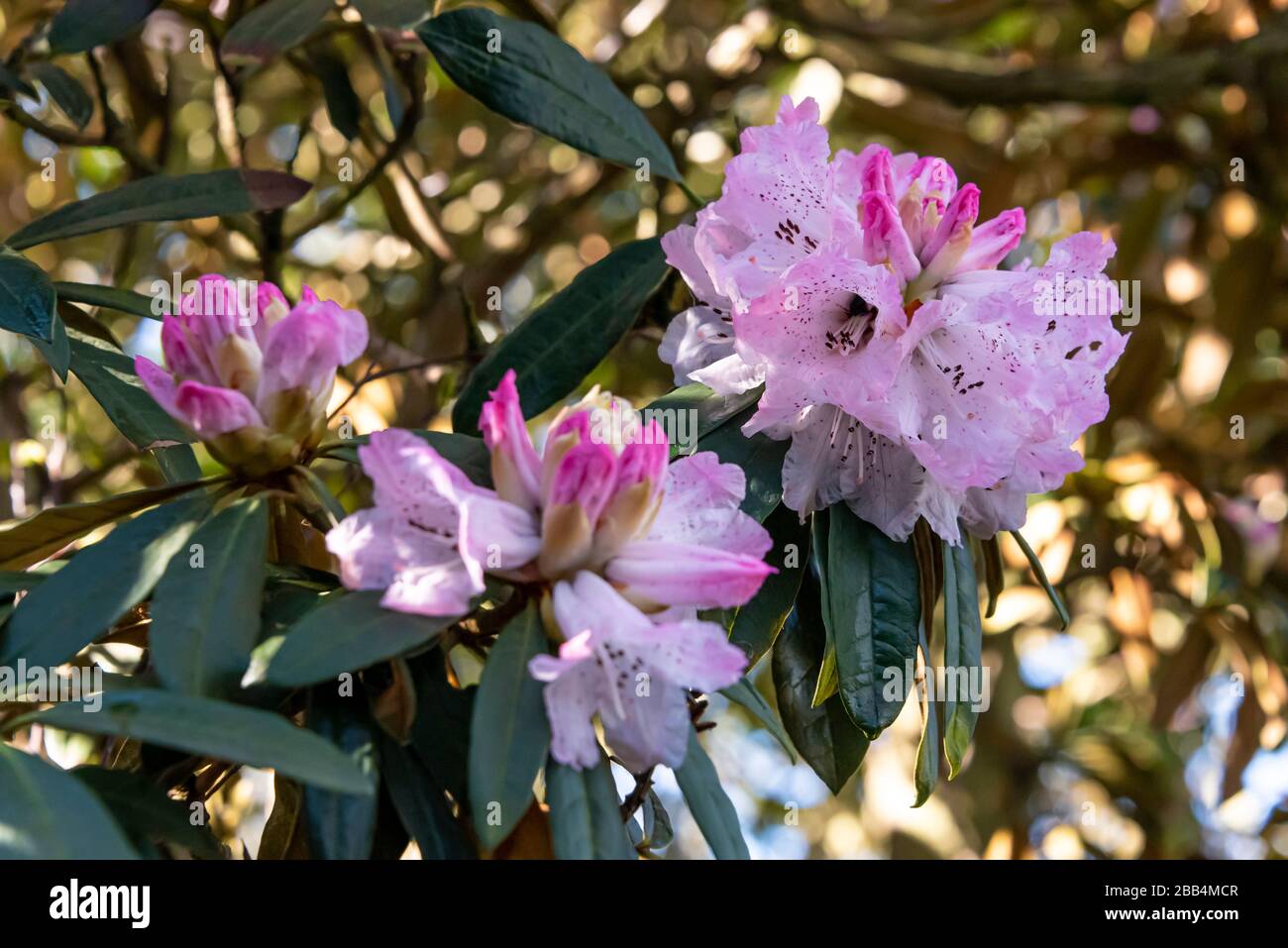 Rhododendron arboretum Ericaceae, baumähnlicher Rhododendron mit rosa Blüten. Stockfoto