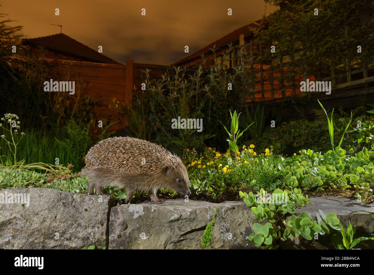 Europäischer Igel (Erinaceus europaeus), im städtischen Garten, Manchester, Großbritannien Stockfoto