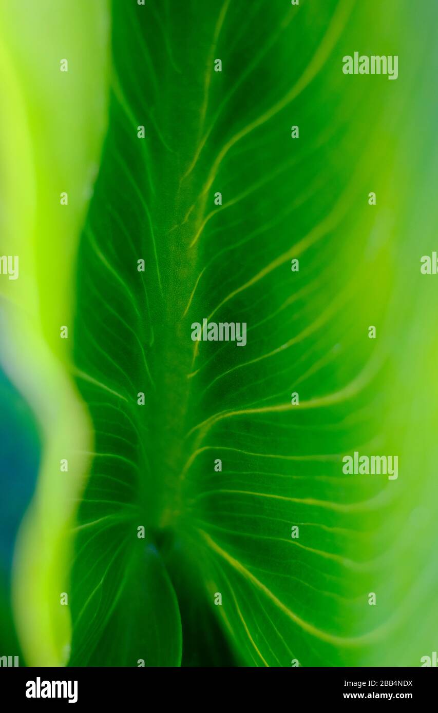 Grünes Lilien-Tal-Pflanzenblatt Stockfoto