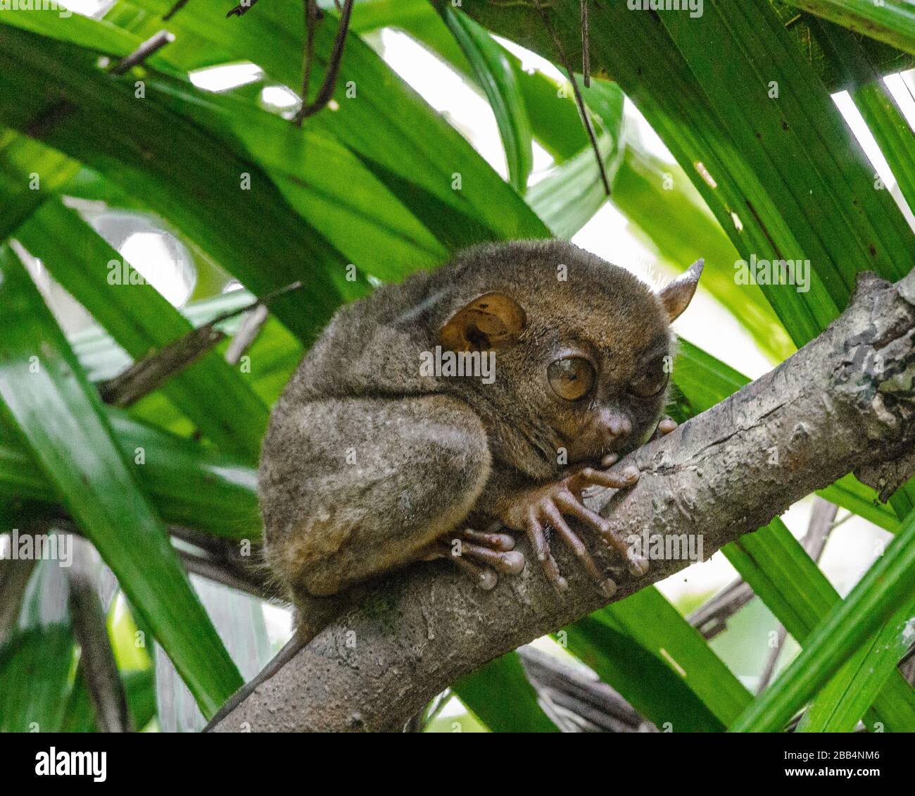 Der philippinische Tarsier (Carlito syrichta), in Cebuano und anderen Visayasprachen lokal als mawumag bekannt, magô in Waray[und mamag in Tagalog, Stockfoto