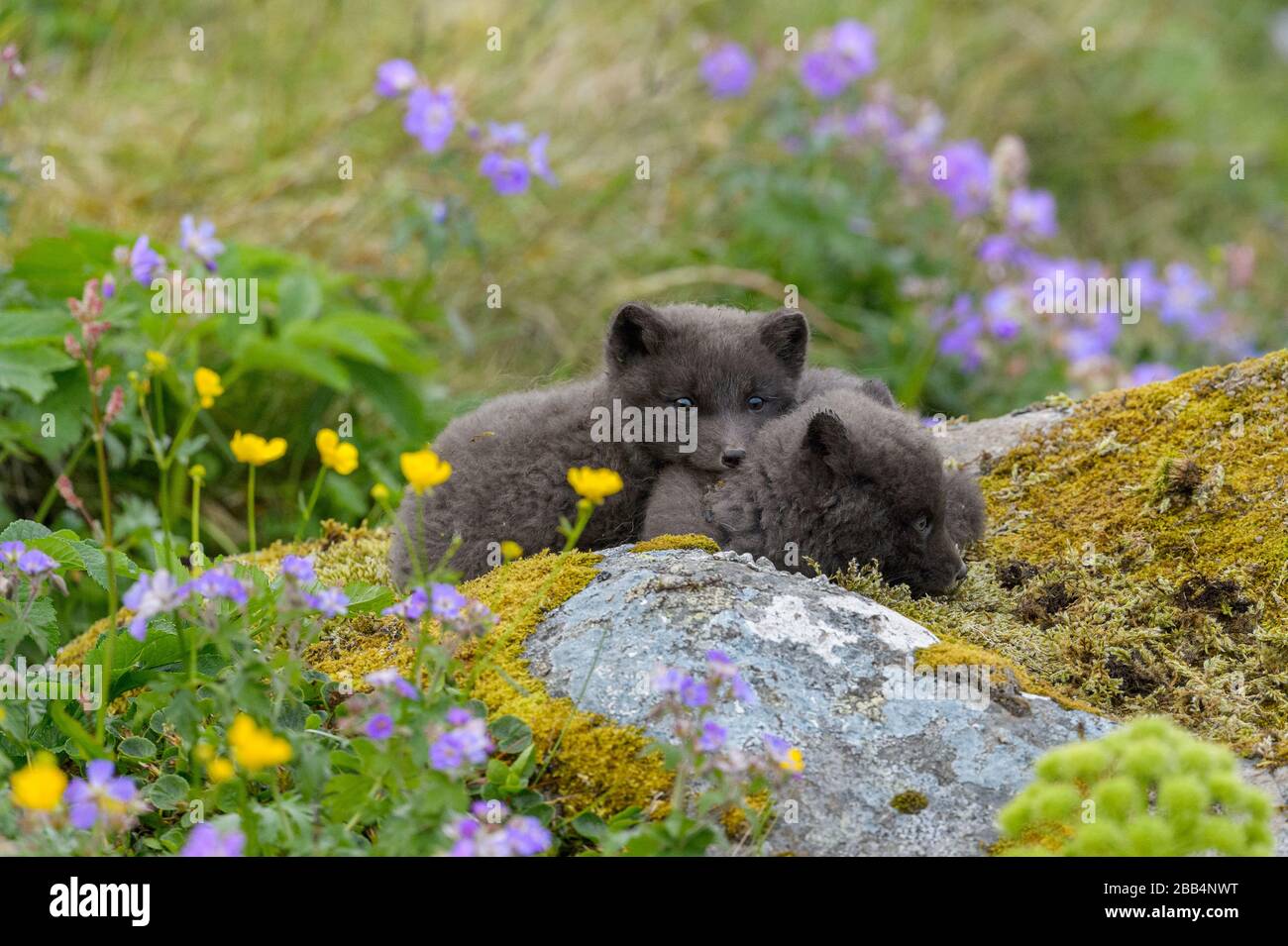 Arctic Fox Cubs (Alopex lagopus) . Hornvik, Hornstrandir, Westfjorde, Island. Juli 2019. Stockfoto