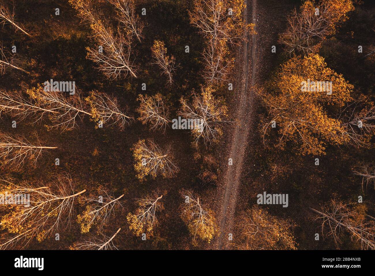 Leere Straße durch Baumwollbaum herbstlicher Wald, Dronfotografie von oben Stockfoto