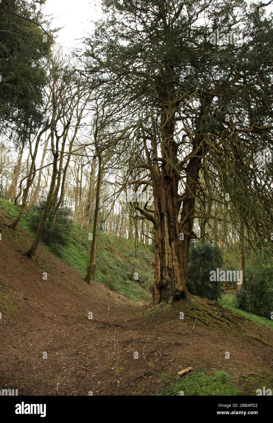 Erdbaumaßnahmen auf dem Hügelfort von Wychbury, einem Hügelfort aus der Eisenzeit in Hagley, Worcestershire, England, Großbritannien. Stockfoto