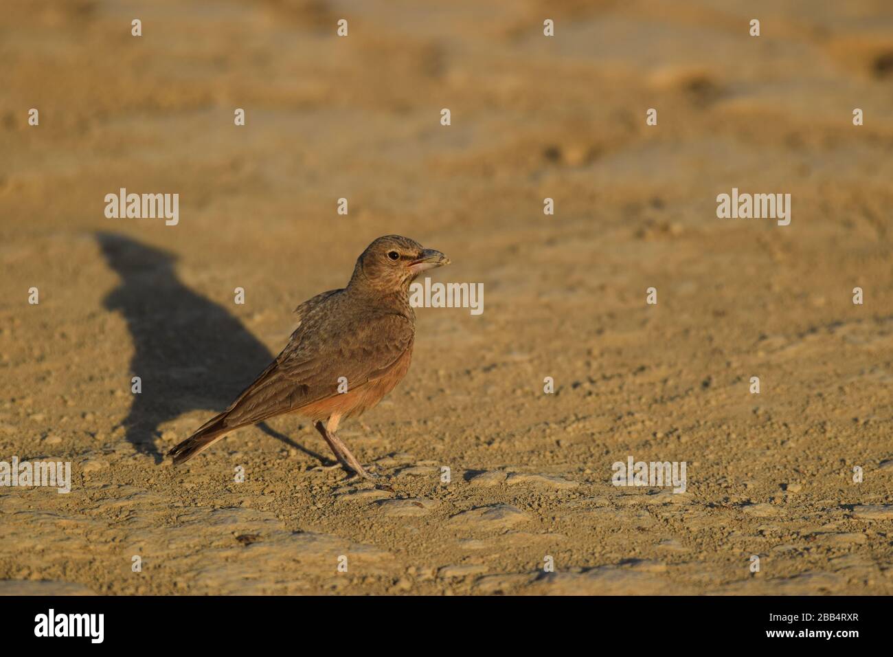 Die Rufous-tailed Lark, auch bekannt als Rufous tailed Finch Lark ist ein Bodenvogel, der in trockenen, offenen steinigen Lebensräumen Indiens und Pakistans vorkommt Stockfoto