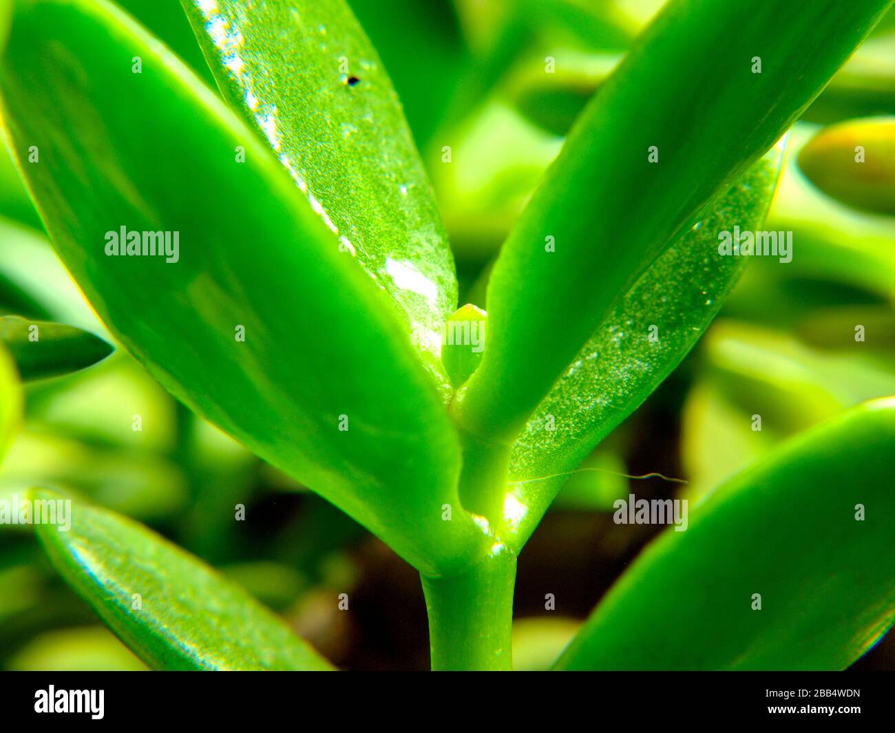 Ein Nahschuss von einem Geldbaum/einer glücklichen Pflanze Stockfoto