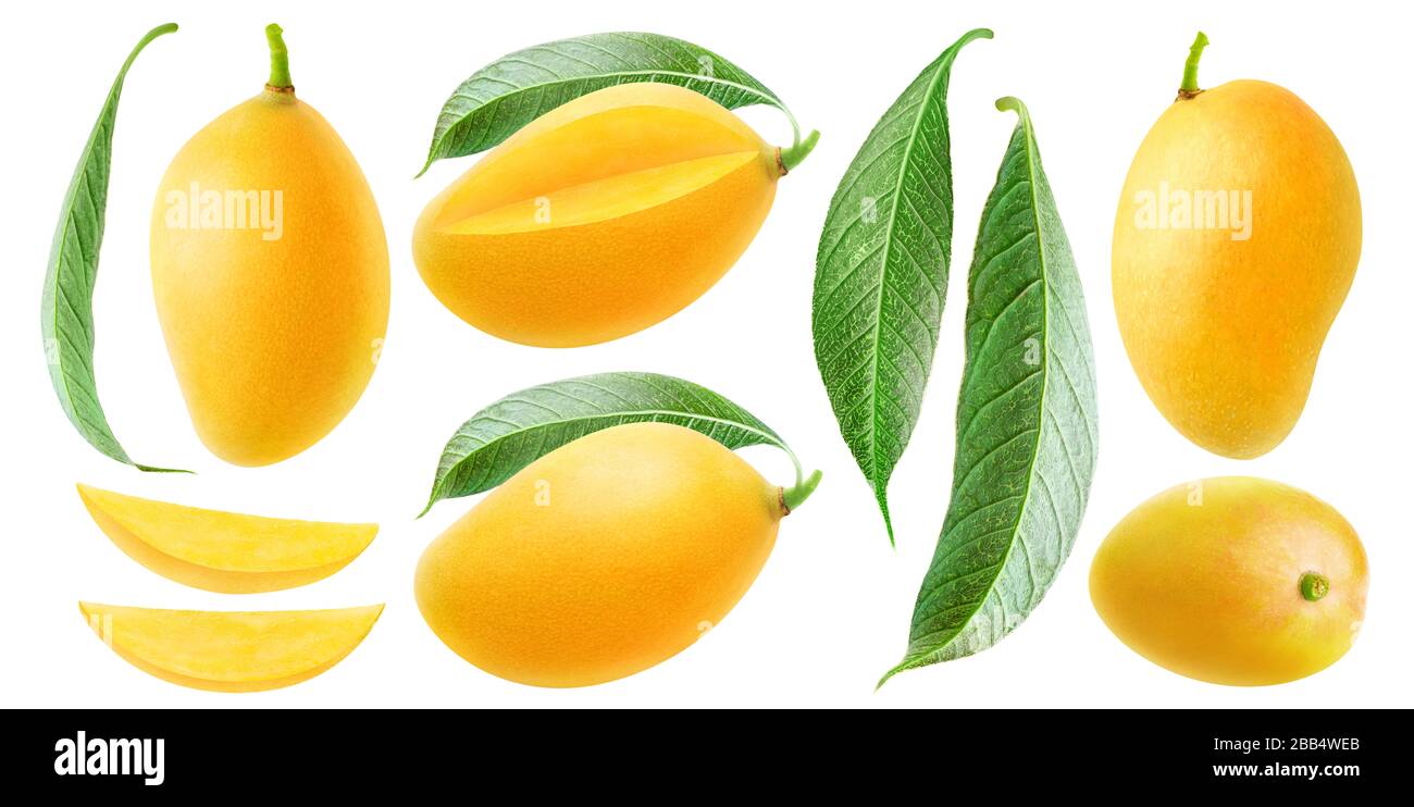 Isolierte Mango-Sammlung. Thailändisch gelbe Mango-Früchte verschiedener Formen, Stücke und Blätter isoliert auf weißem Grund Stockfoto