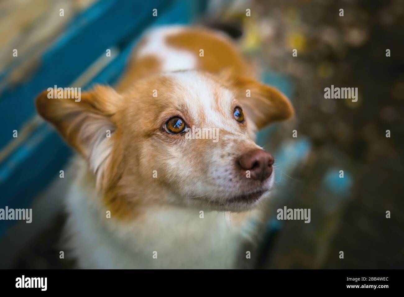 Nahaufnahme eines süßen, gemischten Hundes, braun und weiß, der auf einer blauen Bank steht und nach oben blickt. Ein Tag in einem Park. Stockfoto