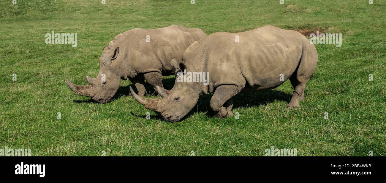 Weißes Nashorn Stockfoto