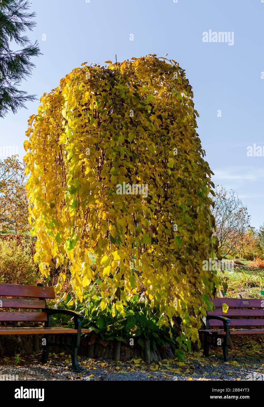 Weinende Maulbeere - (morus alba Pendula) im Herbst mit grünen und gelben Blättern. Botanisches Arboretum, Niemcza, Polen Stockfoto