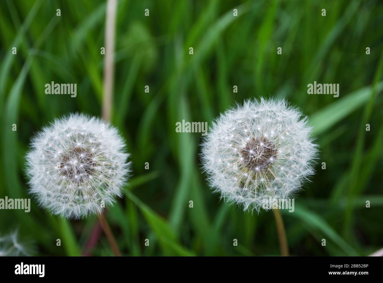 Nahaufnahme eines auf dem Feld wachsenden Löwenzahn Stockfoto