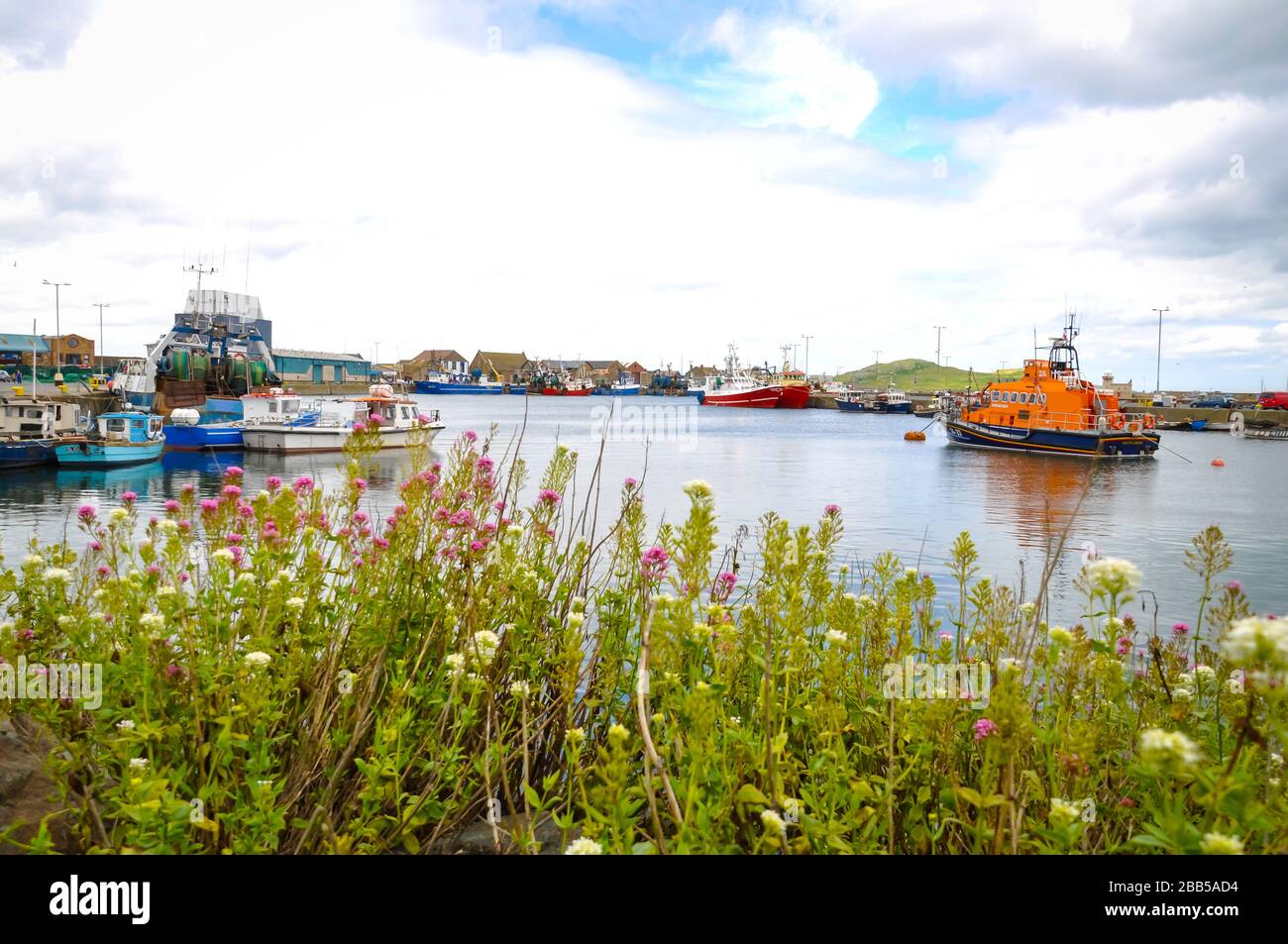 Bunte Segelboote in Howth, einem Fischerdorf und Vorort von Dublin, der Hauptstadt Irlands. Davor grüne Blätter. Stockfoto