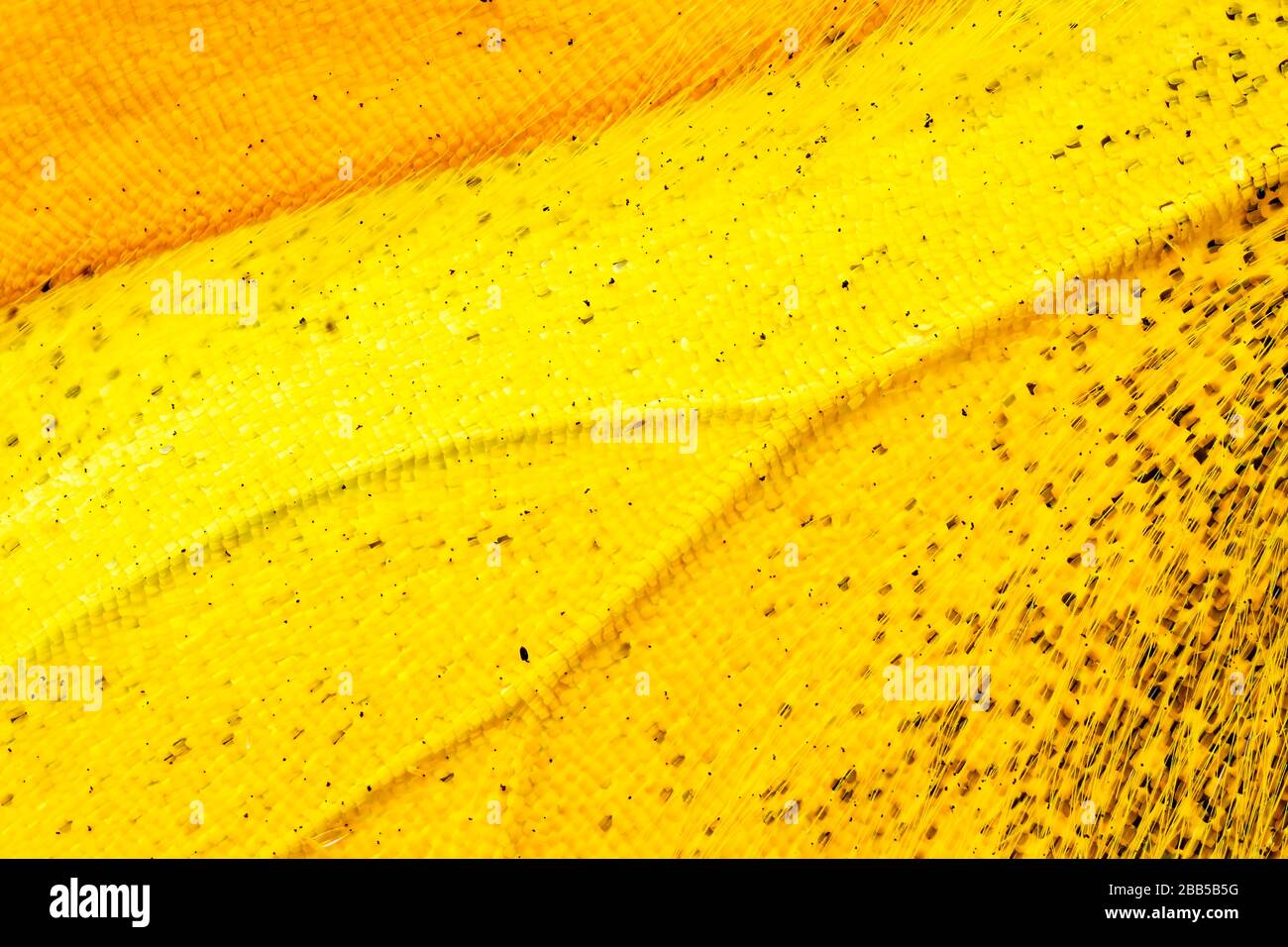 Nahaufnahme auf den Schuppen eines Luzerfa-Schmetterlings Stockfoto