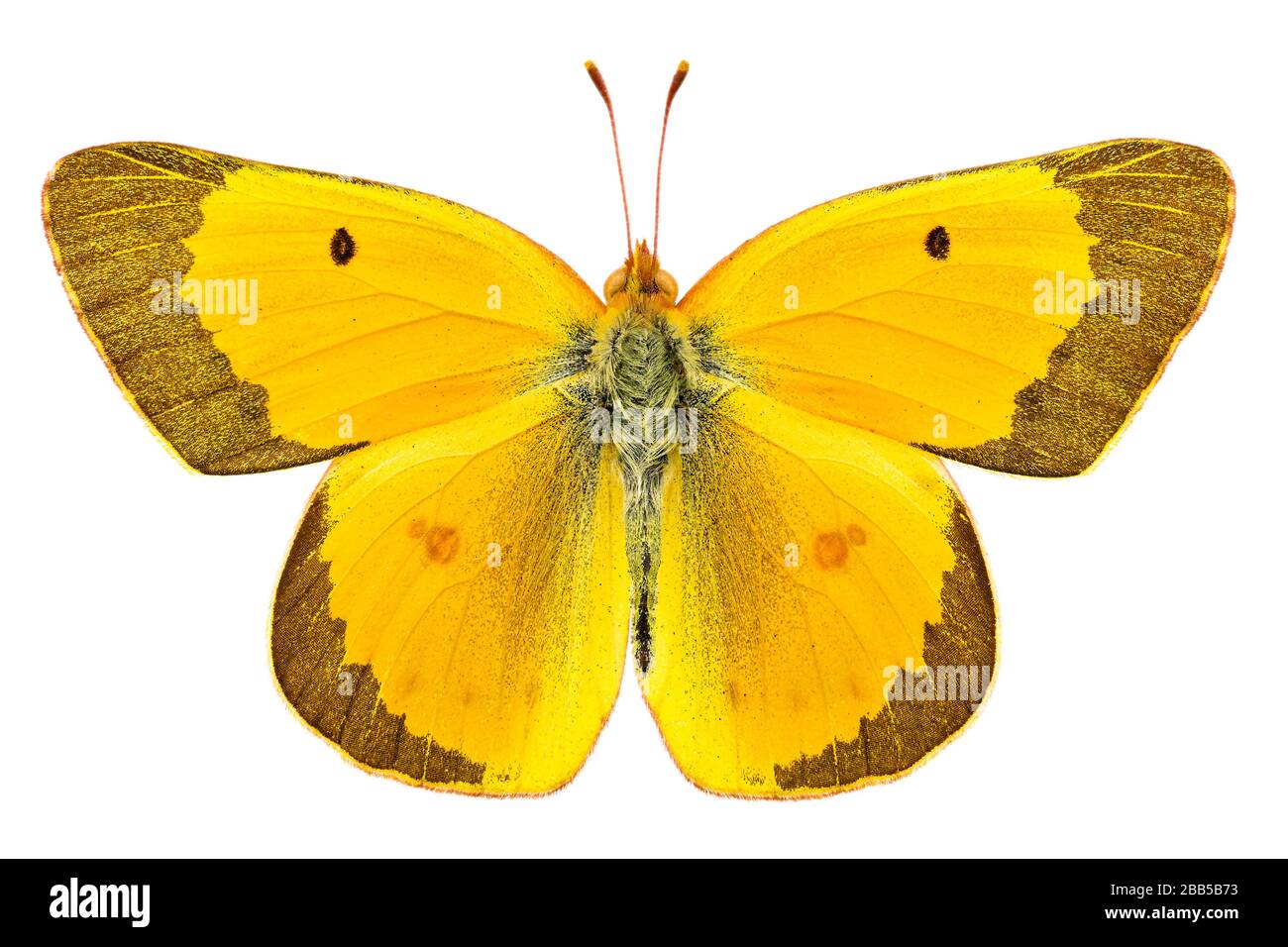 Luzerfa-Schmetterling isoliert auf weißem Hintergrund Stockfoto