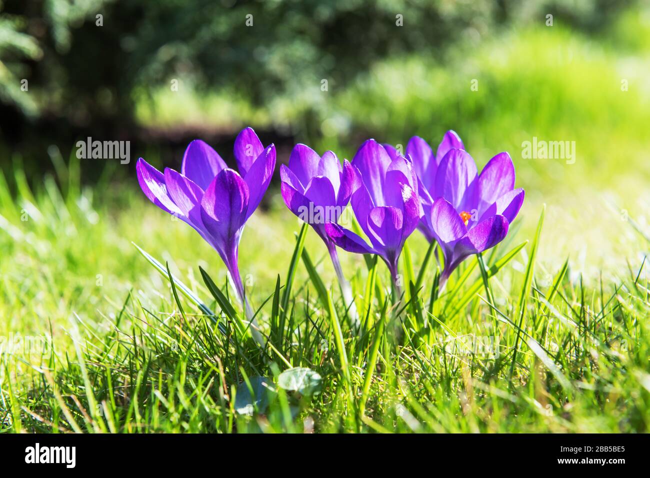 Frühlingsblume Krokus auf grünem Gras in der Nähe. Naturfotografie Stockfoto