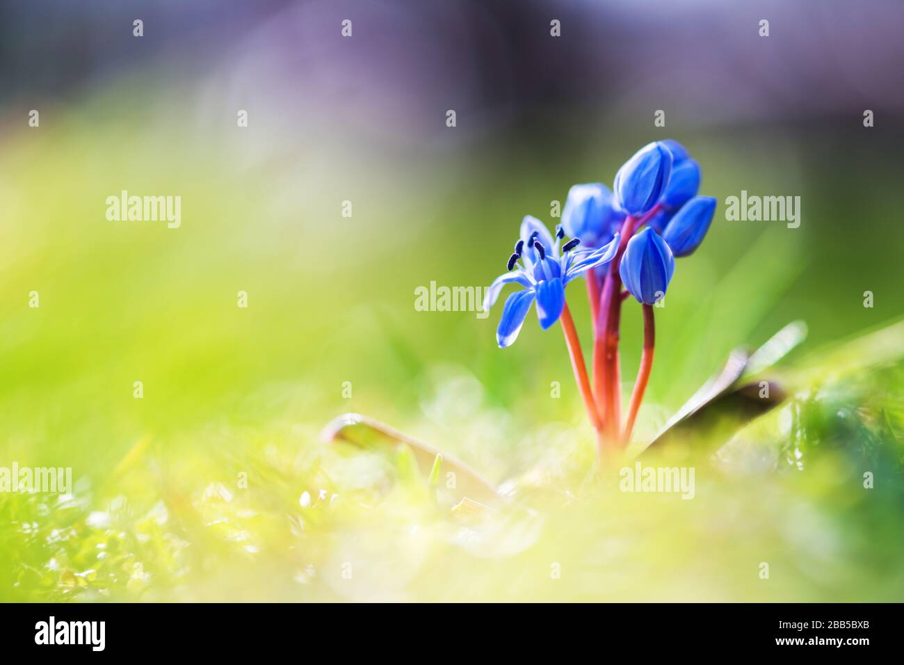 Blaue Frühlingsblume auf grünem Grasgrund in der Nähe. Natur-Makrofotografie Stockfoto