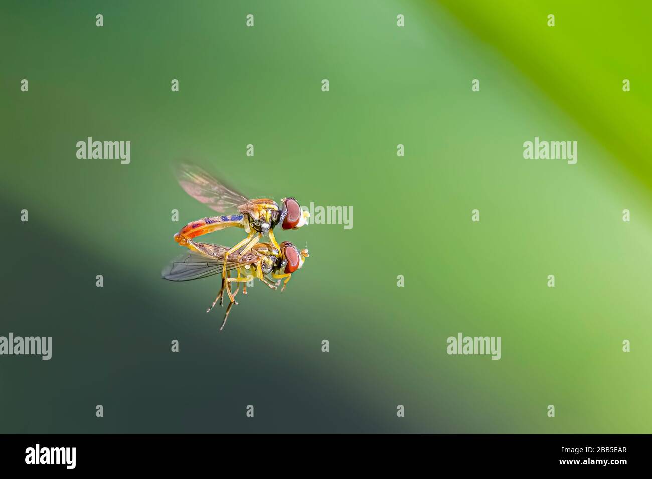 Hoverflies verpaaren sich im Flug auf einem grün verschwommenen Hintergrund Stockfoto