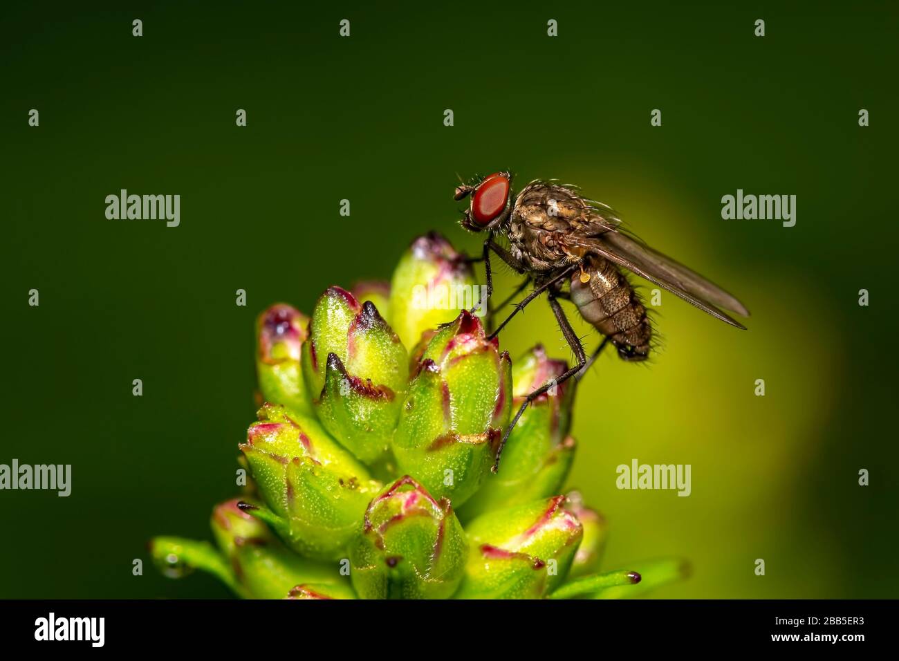 Fliegen Sie auf einer Liatrisblüte auf einem grün verschwommenen Hintergrund Stockfoto