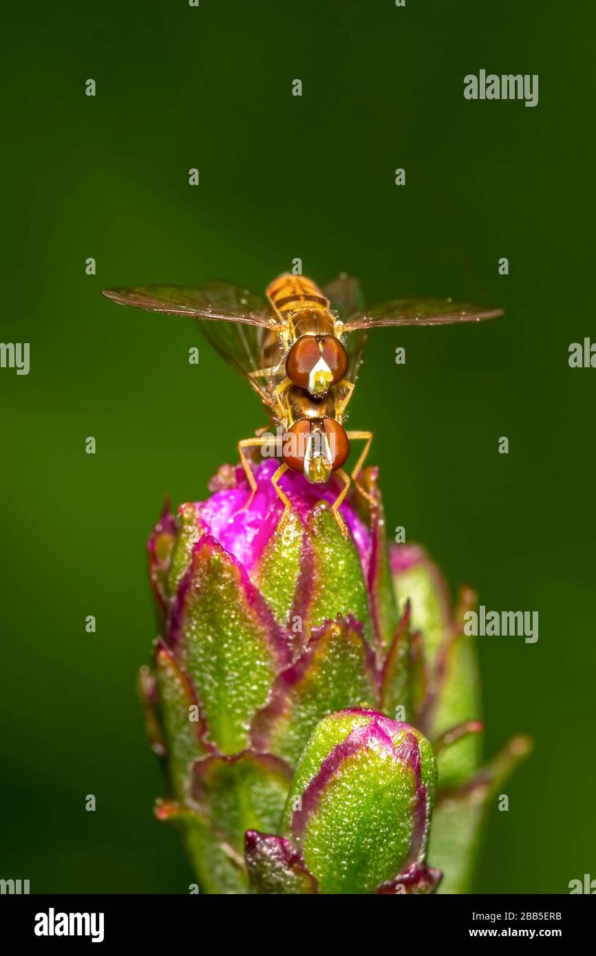 Hoverflies verpaaren sich auf einer Liatrisblüte auf einem grün verschwommenen Hintergrund Stockfoto