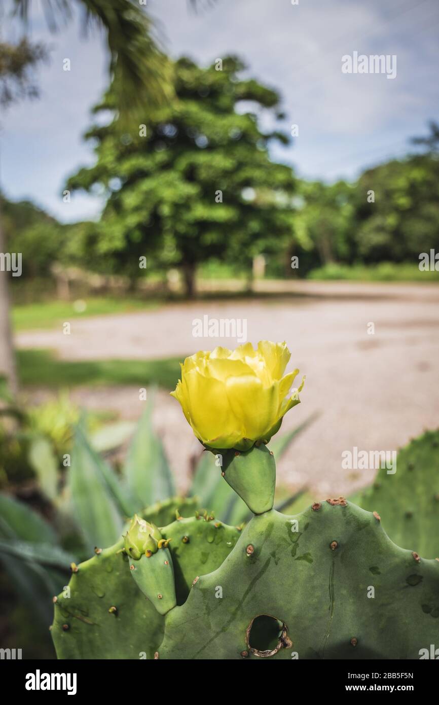 Gelbe Kakteenblüte, Opuntia ficus-indica. Stockfoto