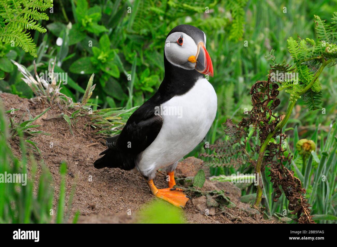 Puffin "Fratercula arctica" kommt von seiner Bursche unter der Grasdecke auf der Skomer-Insel vor der Pembrokeshire-Küste.Wales, Großbritannien, vor Stockfoto