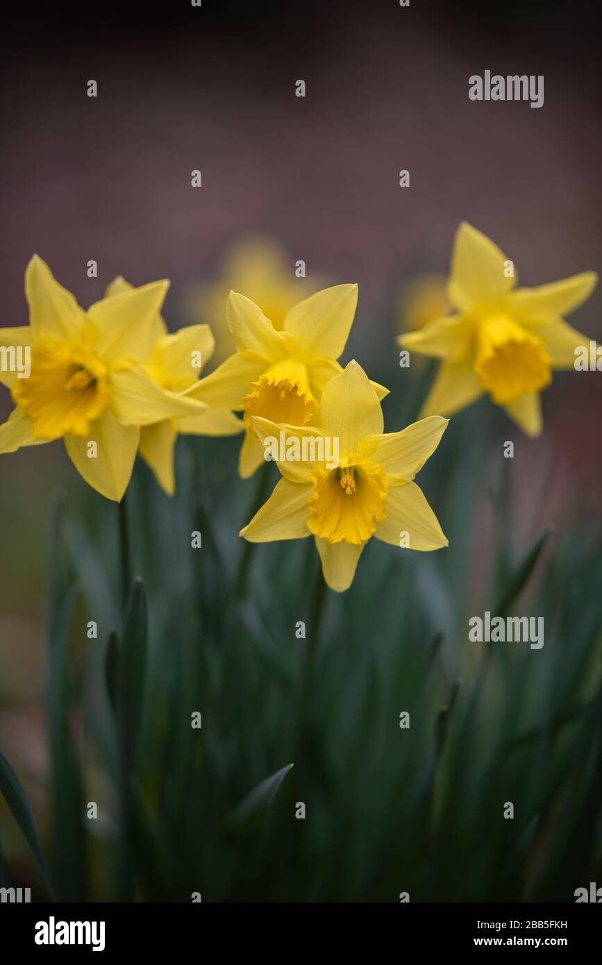 Narzissen [Narcissus] in Blumen in der englischen Landschaft im Frühling schossen vor einem verschwommenen Hintergrund. Stockfoto