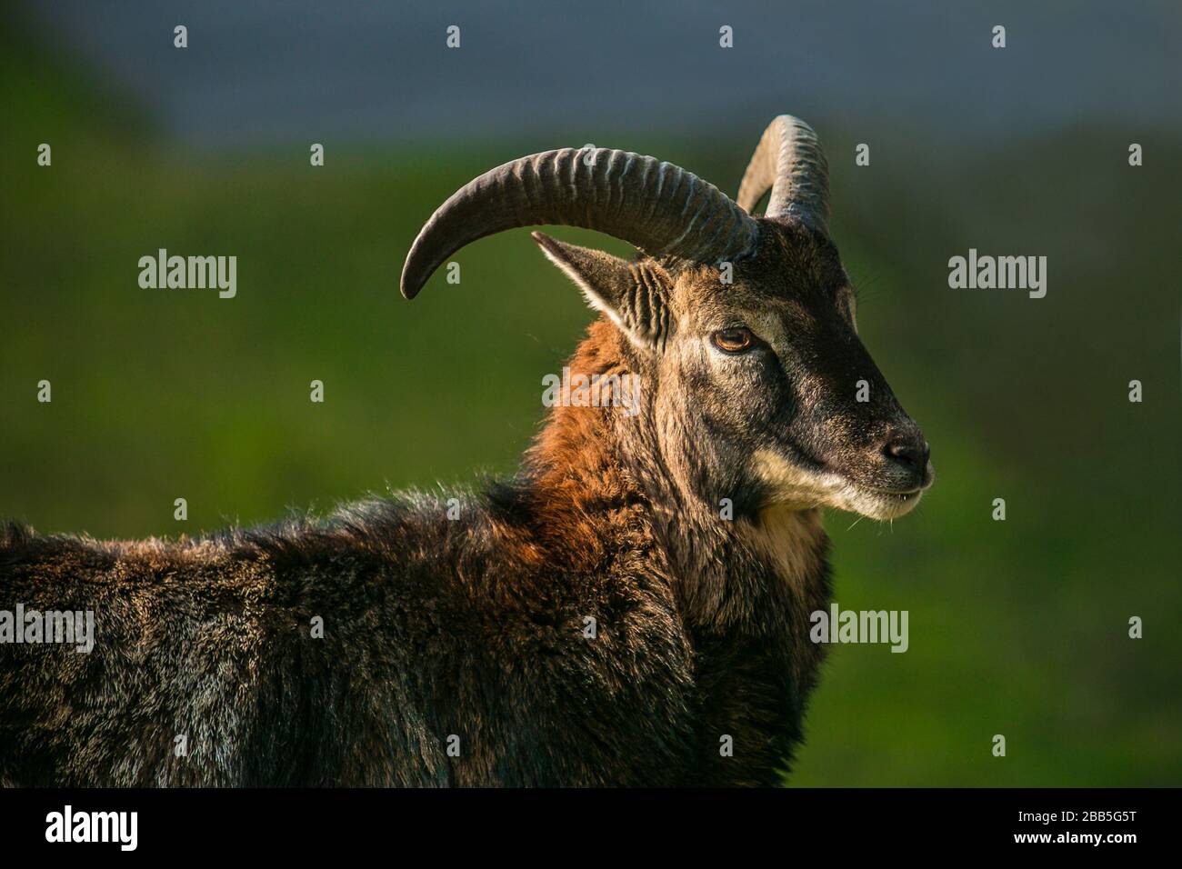 Nahaufnahme des Porträts eines jungen Mohrenstamms, eines wilden Schafs an einem sonnigen Frühlingstag. Grünes Gras im Hintergrund. Stockfoto