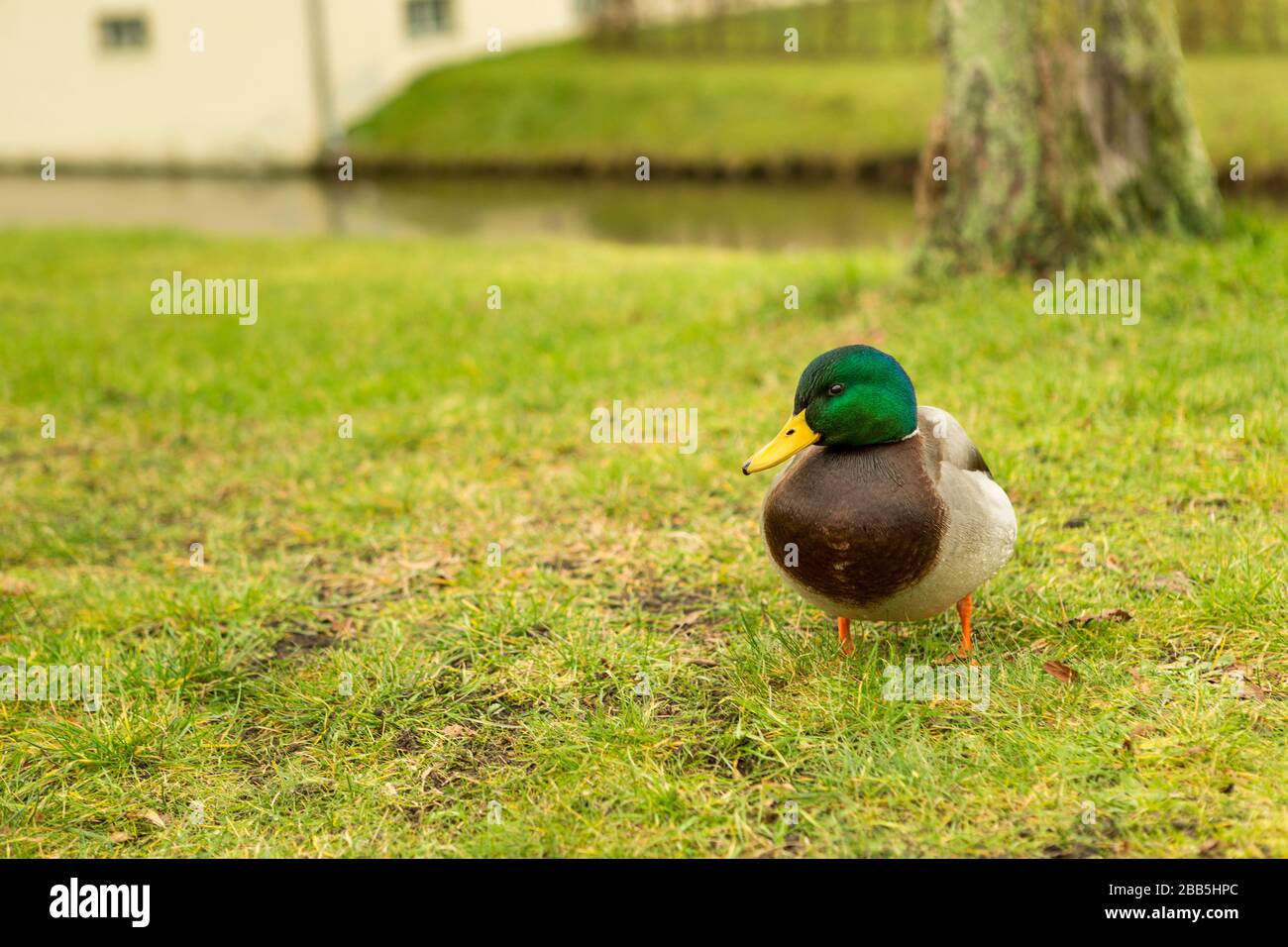 Süßes Porträt einer Ente, die auf Gras in der Nähe eines Flusses steht Stockfoto