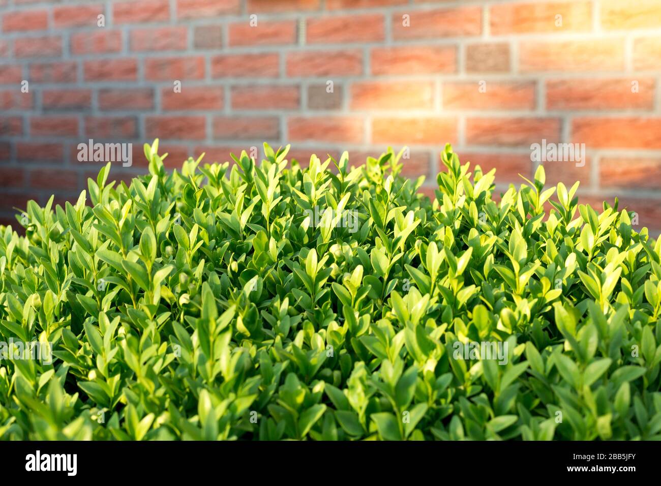 Boxtree verlässt vor rotem Ziegelmauermuster Stockfoto