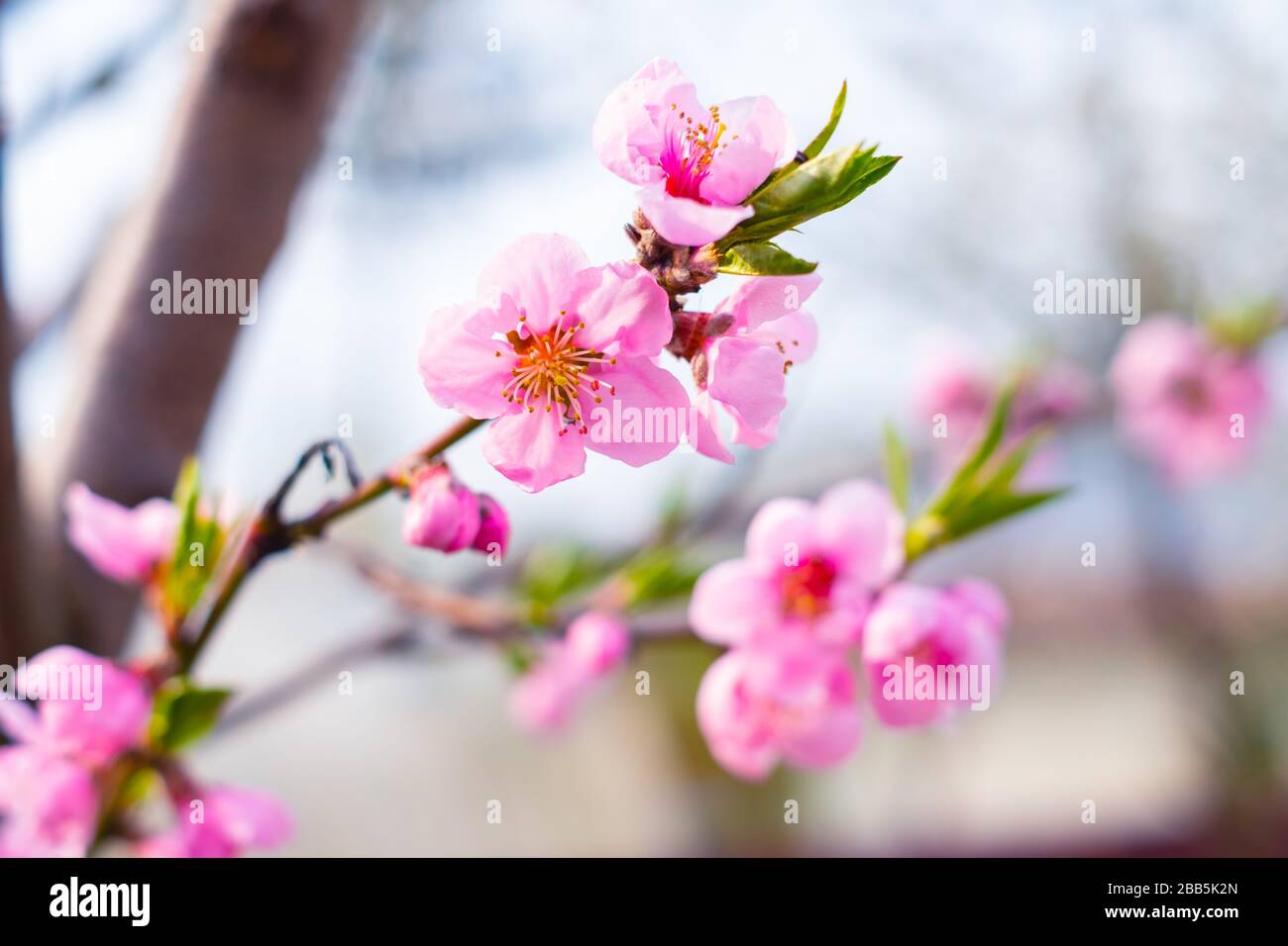 Pinkfarbene Pfirsichblüten im Frühling. Natur-Makrofotografie Stockfoto
