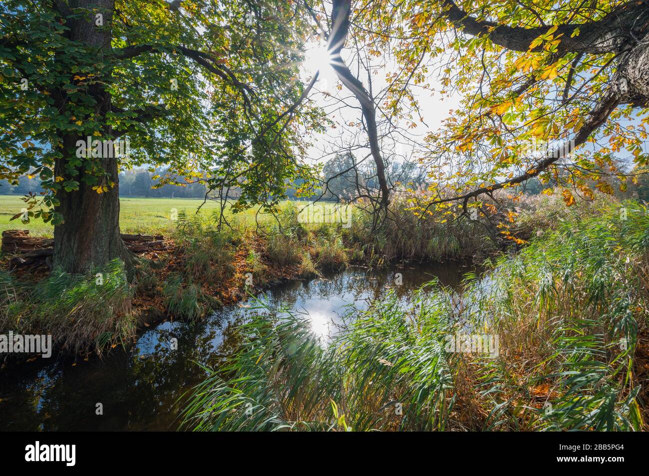 Kastanienbaum am Bach mit Sonne im Herbst, Naturschutzgebiet, Moenchbruch, bei Moerfelden und Rüsselsheim, Hessen, Deutschland Stockfoto