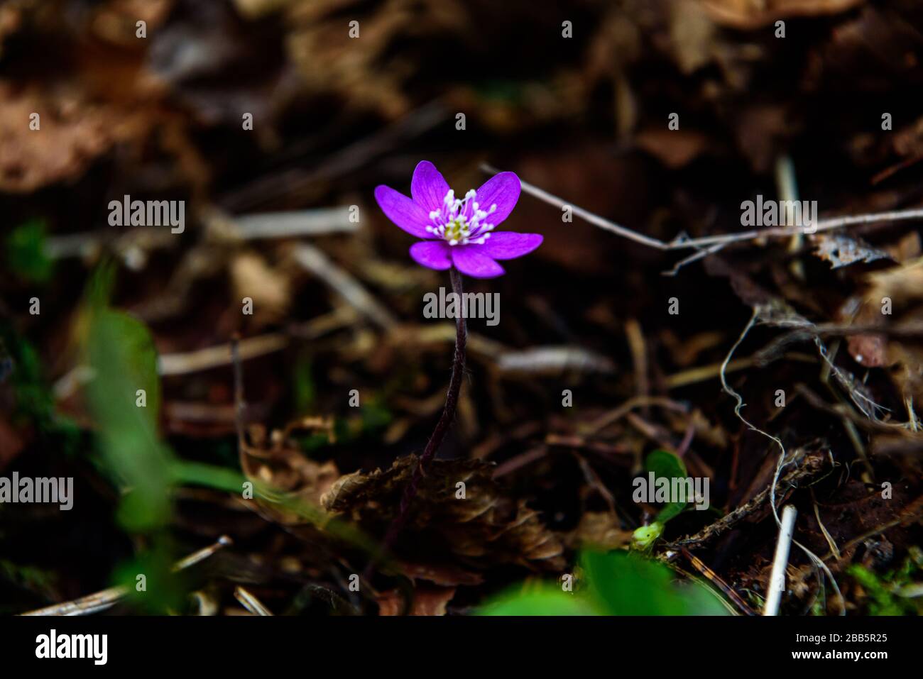 Blaue Blautönen an einem sonnigen Tag, versteckt im lettischen Wald zwischen braun gestürzten Blättern und grünen Grashalmen Stockfoto