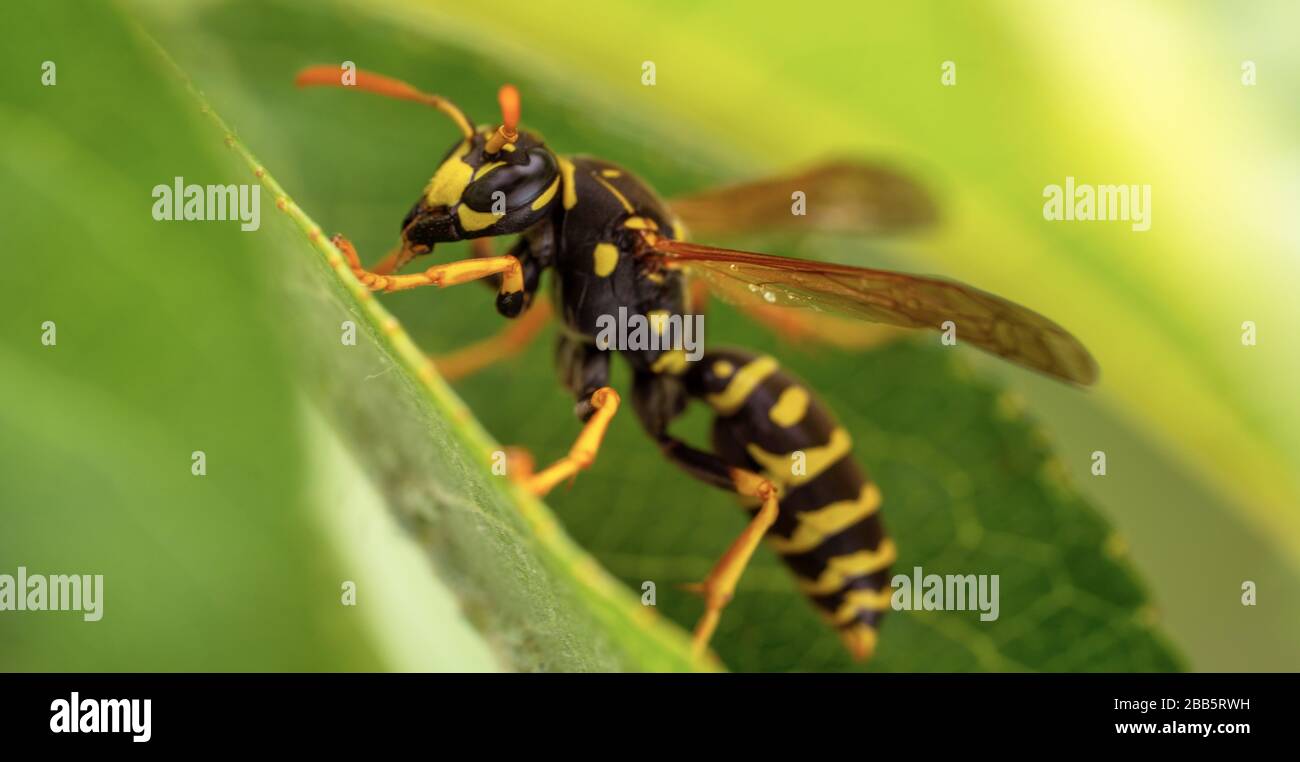 Nahaufnahme der Wespe auf Blatt Stockfoto