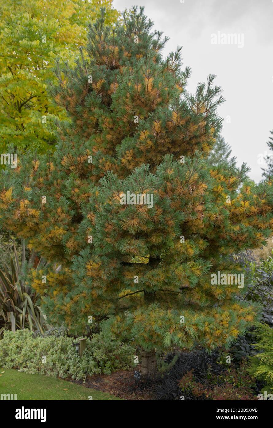 Grünes Laub und Kegel eines Weymouth oder Eastern White Pine Tree (Pinus strobus 'Kruger's Lilliput') in einem Garten im ländlichen Devon, England, Großbritannien Stockfoto