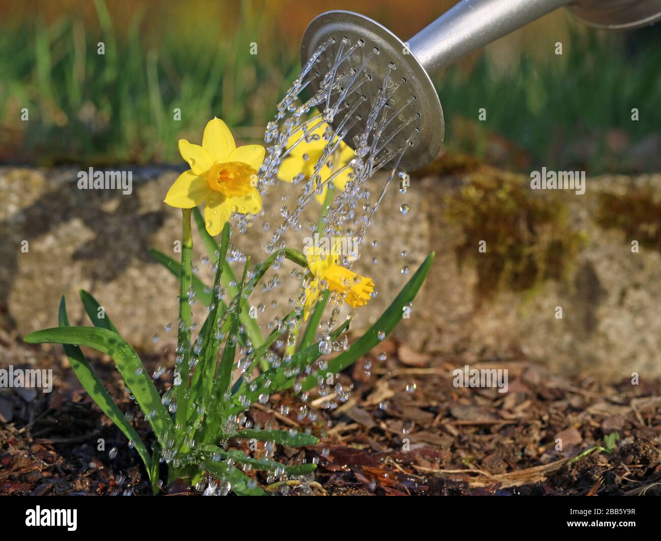 Gelbe Narzisse Pflanzen mit Wassertropfen aus der Gießkanne und wässern erste Frühlingsblumen Stockfoto