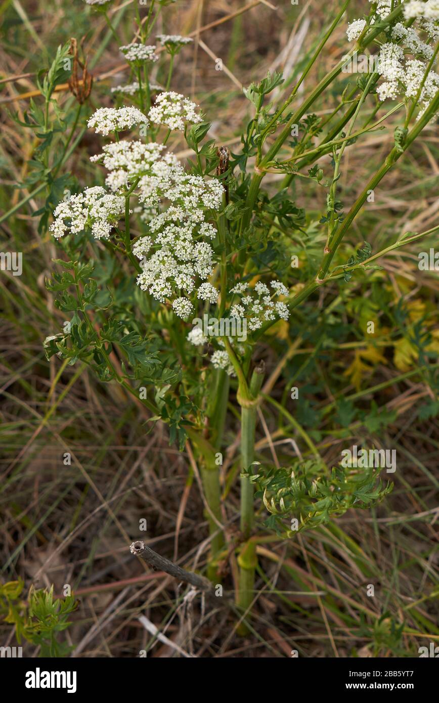 Aethusa Kynapium mit weißen Blumen Stockfoto