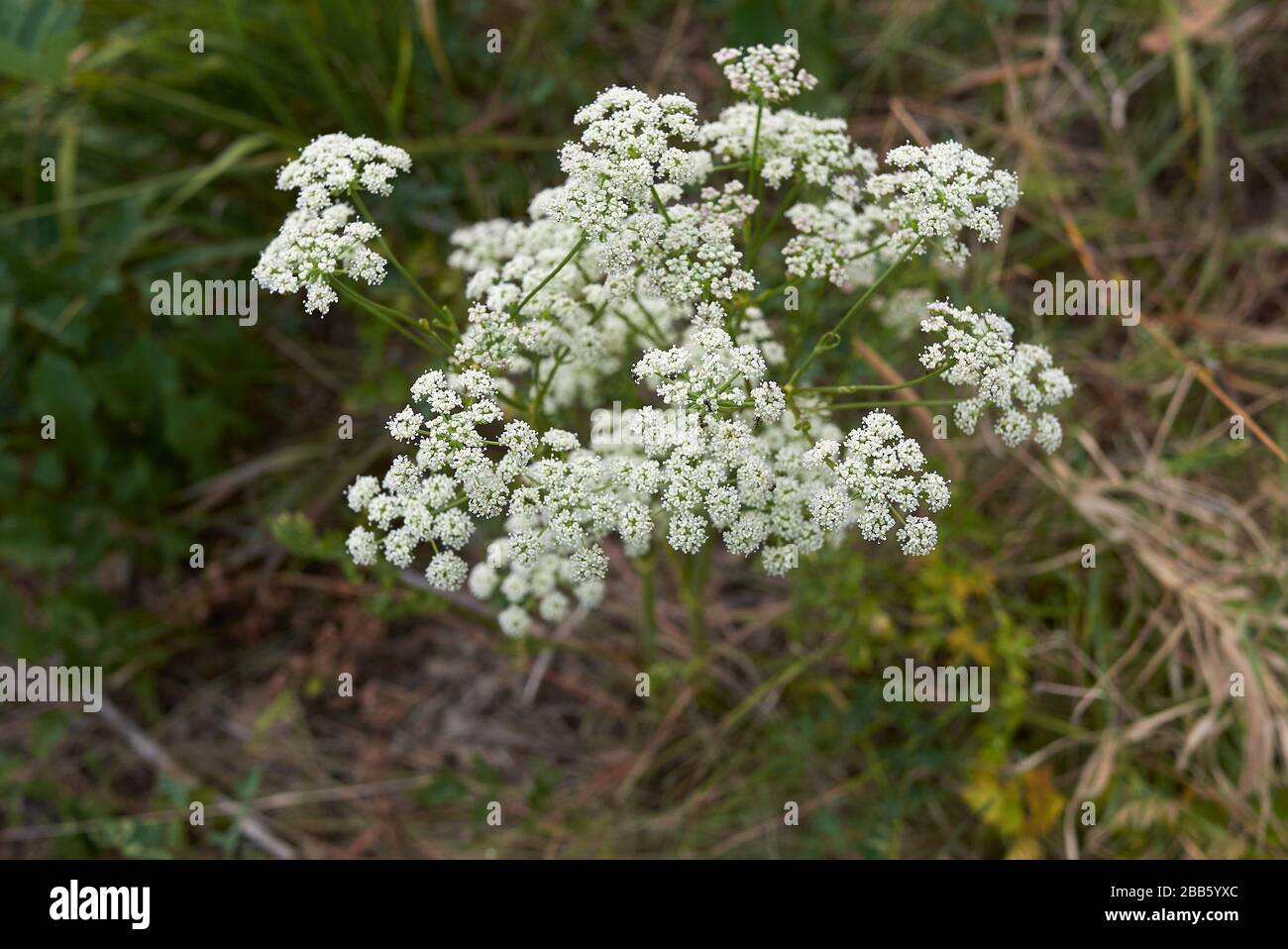 Aethusa Kynapium mit weißen Blumen Stockfoto