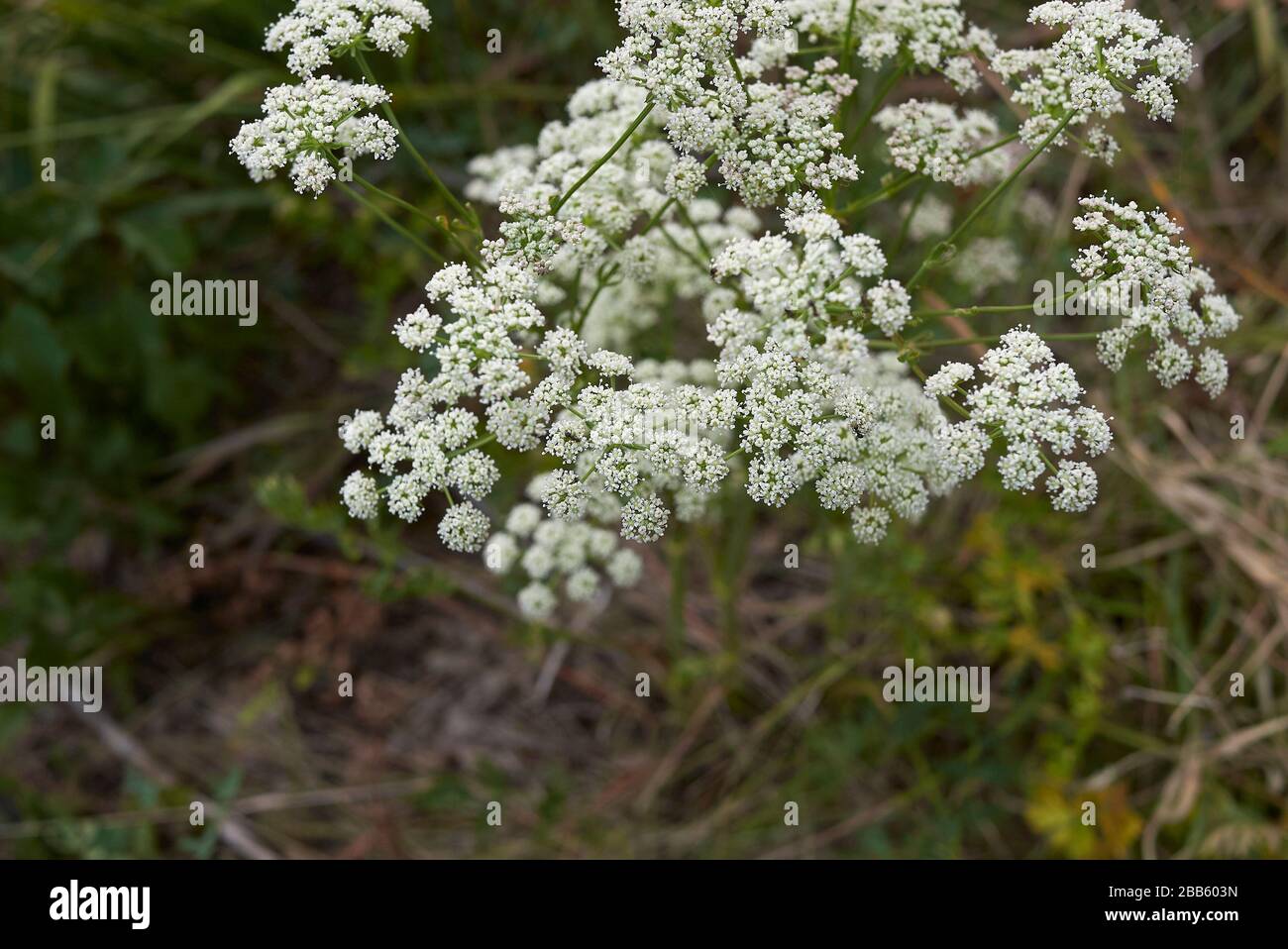 Aethusa Kynapium mit weißen Blumen Stockfoto