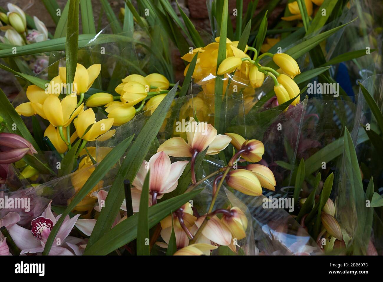 Cymbidium bunte Blumen Stockfoto