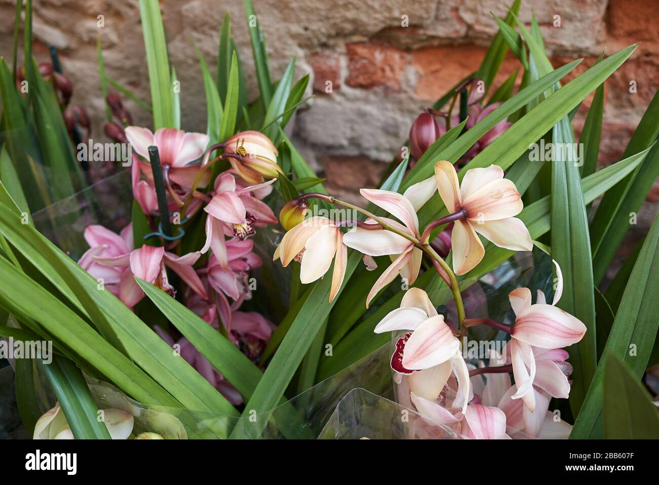Cymbidium bunte Blumen Stockfoto