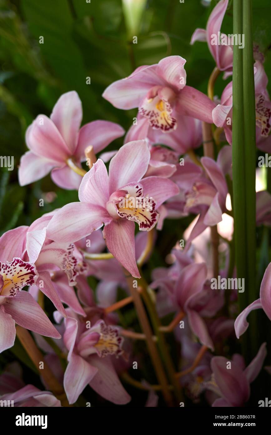 Cymbidium bunte Blumen Stockfoto