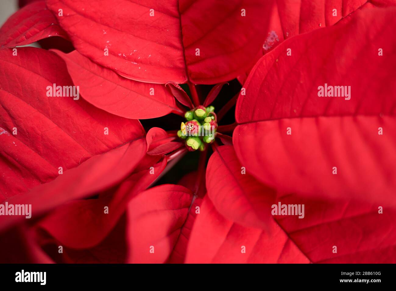 Buntes Laub der Pulcherrima-Pflanze Euphorbia Stockfoto