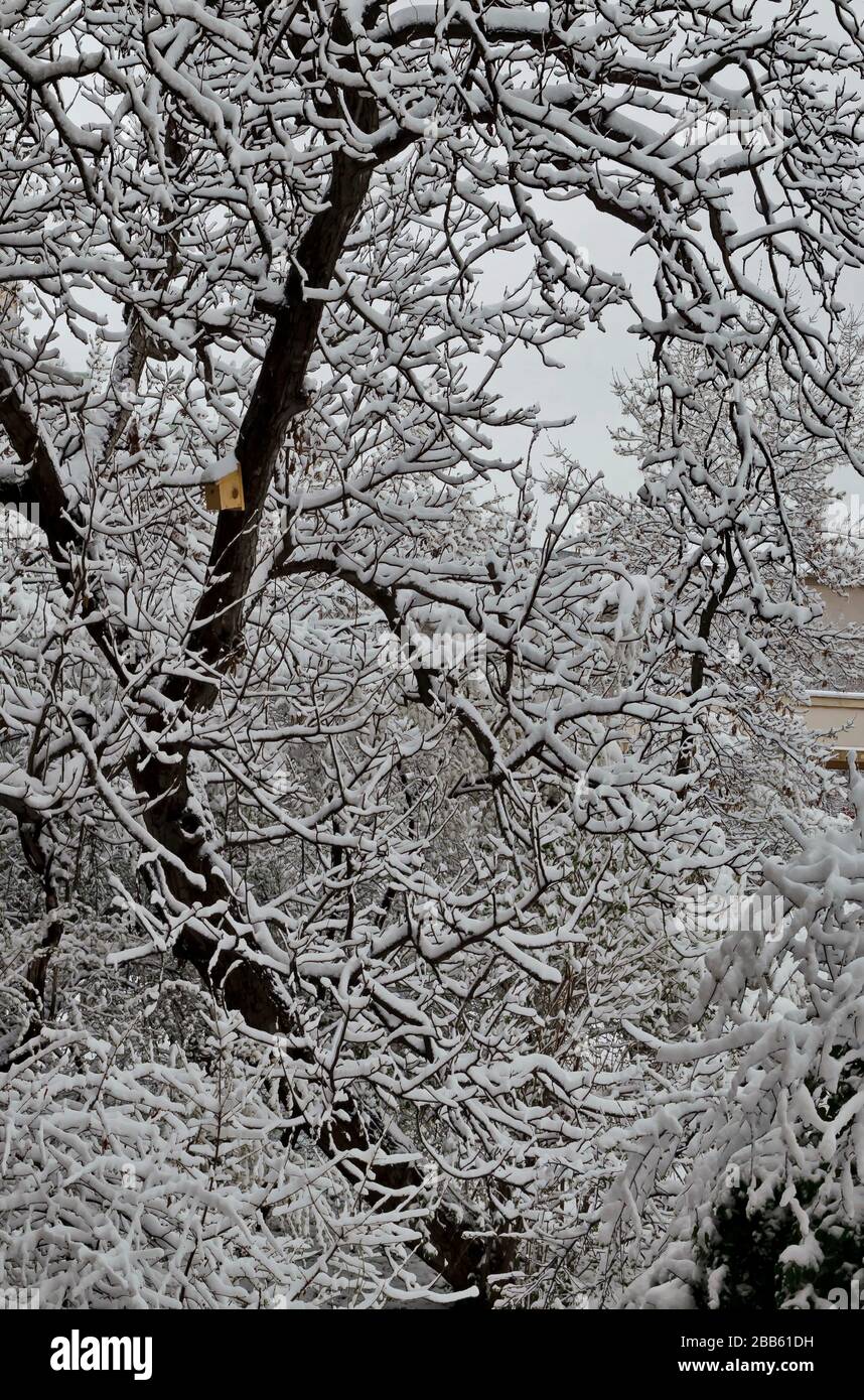 Die COVID-19-Corona-Virus-Pandemie, der Ausnahmezustand und der verzögerte, starke Schneefall an Baumzweigen, Sofia, Bulgarien Stockfoto