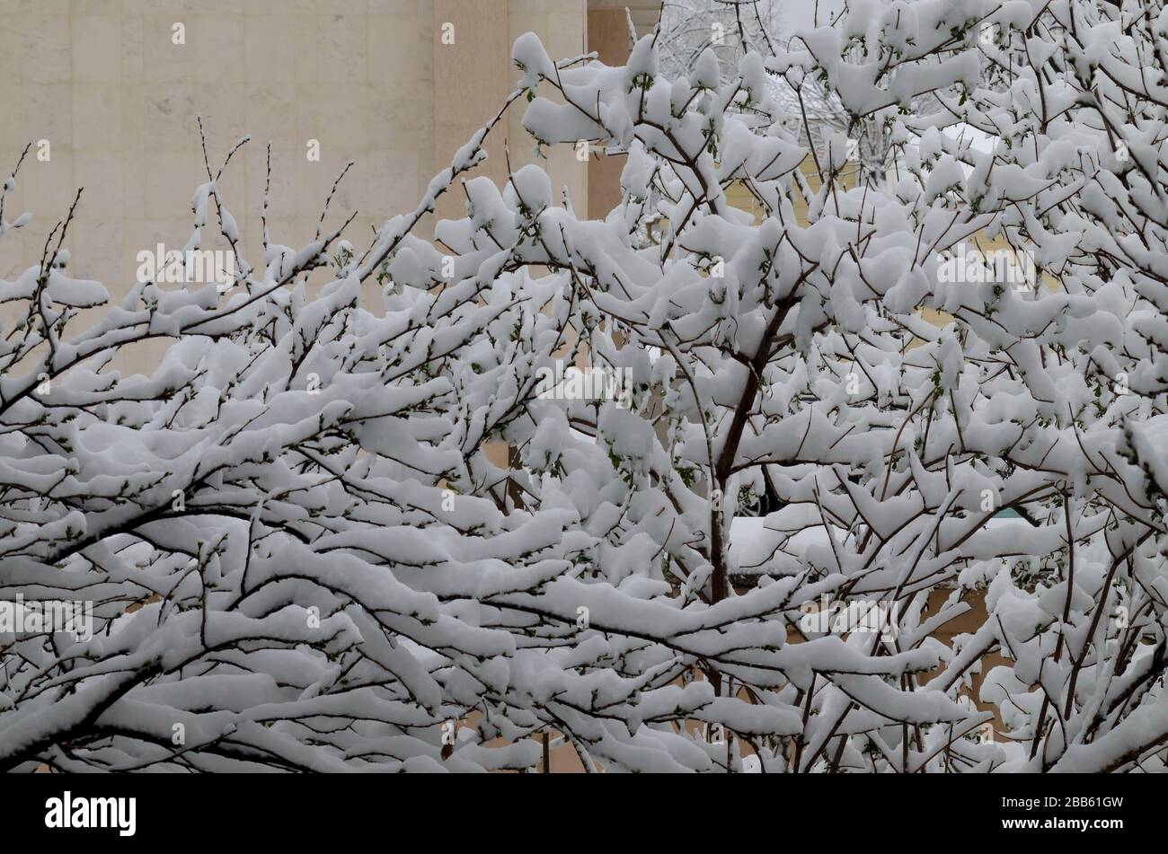 Die COVID-19-Corona-Virus-Pandemie, der Ausnahmezustand und der verzögerte, starke Schneefall an Baumzweigen, Sofia, Bulgarien Stockfoto
