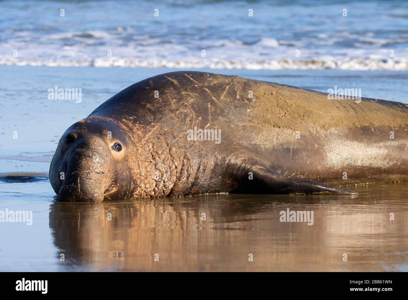 Elephant Seal (Mirounga angustirostris) am Drakes Beach, Point Reyes National Seashore, Kalifornien Stockfoto