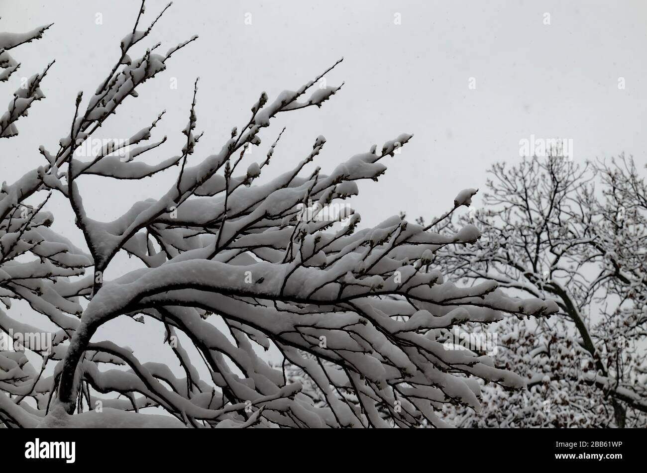 Die COVID-19-Corona-Virus-Pandemie, der Ausnahmezustand und der verzögerte, starke Schneefall an Baumzweigen, Sofia, Bulgarien Stockfoto