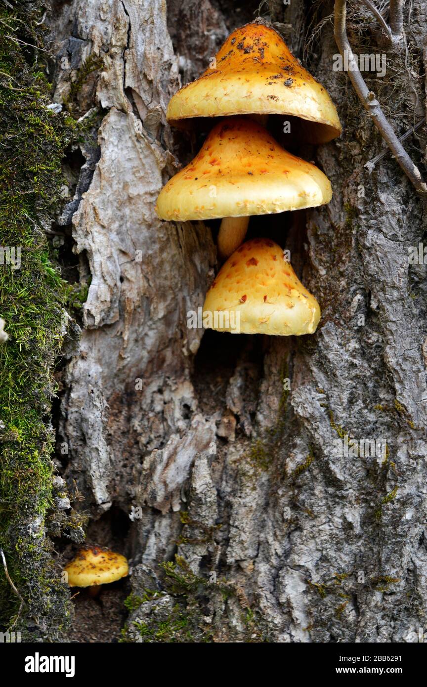 Horizontaler Schuss aus drei Pilzen gestapelt und einem kleinen seitlich. Wachsen auf einem Baumstamm. Stockfoto